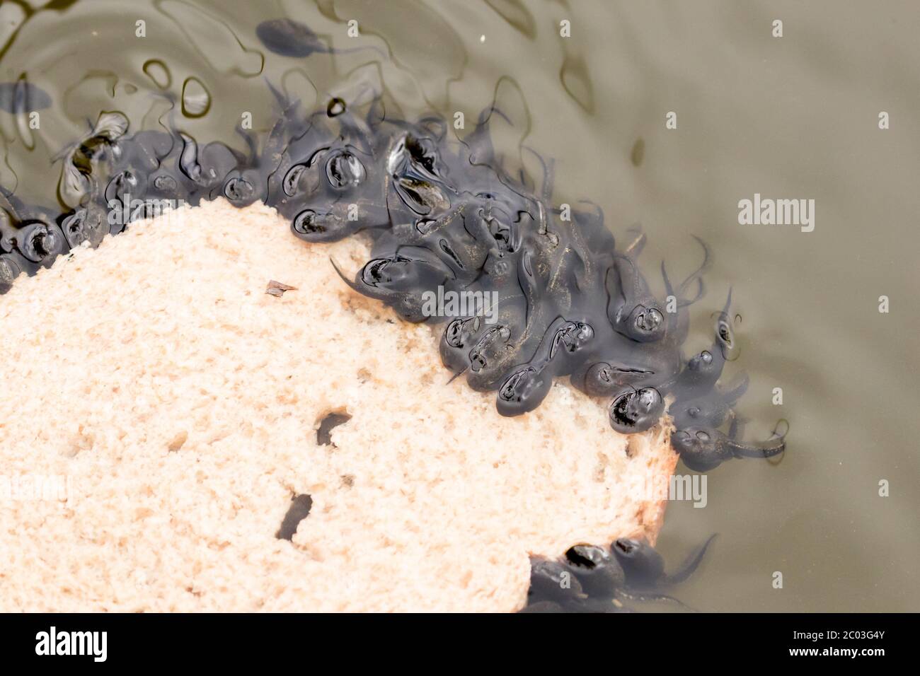 Common frog (Rana temporaria) tadpoles eating slice of bread. Sussex
