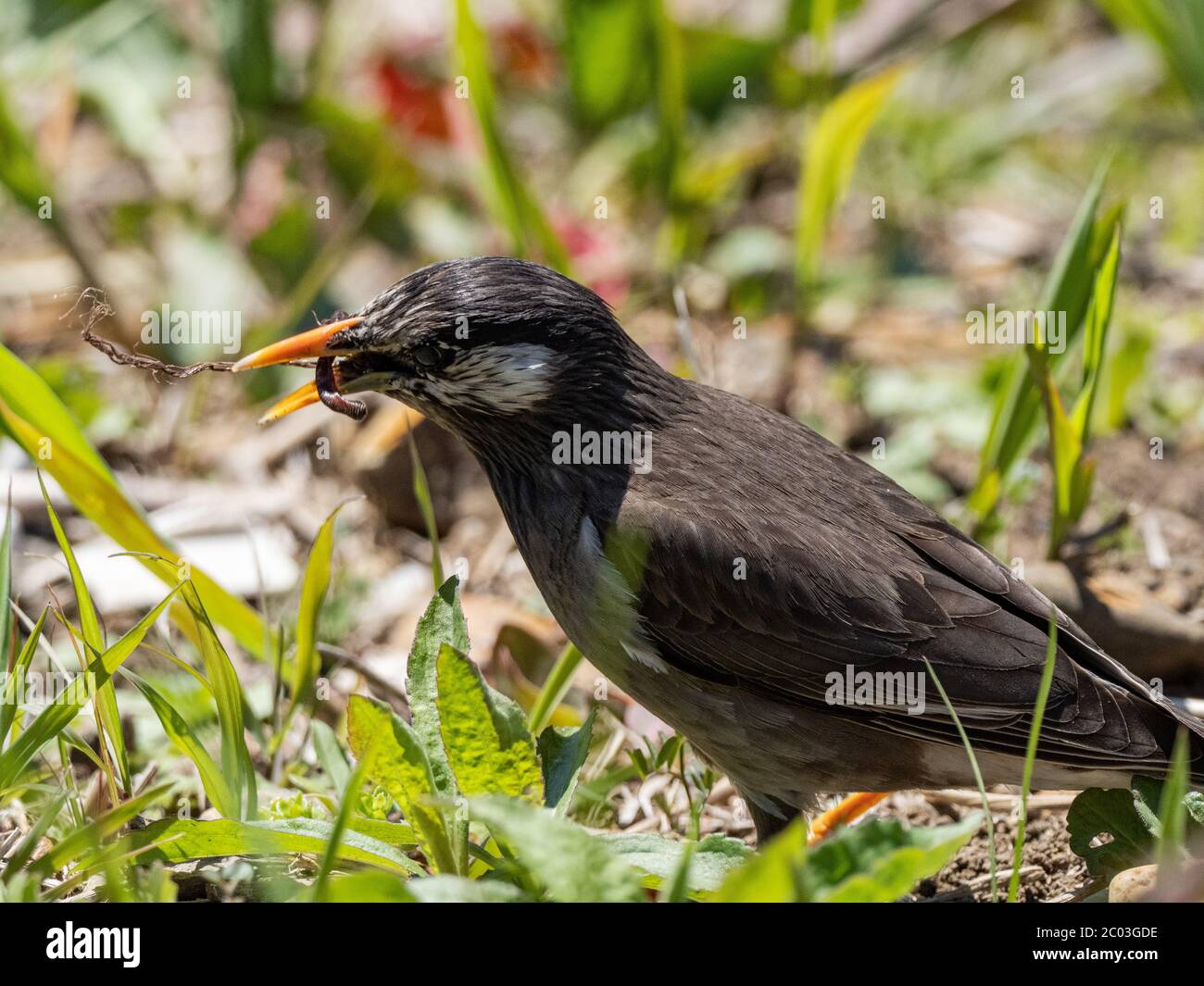 A whitecheeked starling, spodiopsar cineraceus, hops through the grass