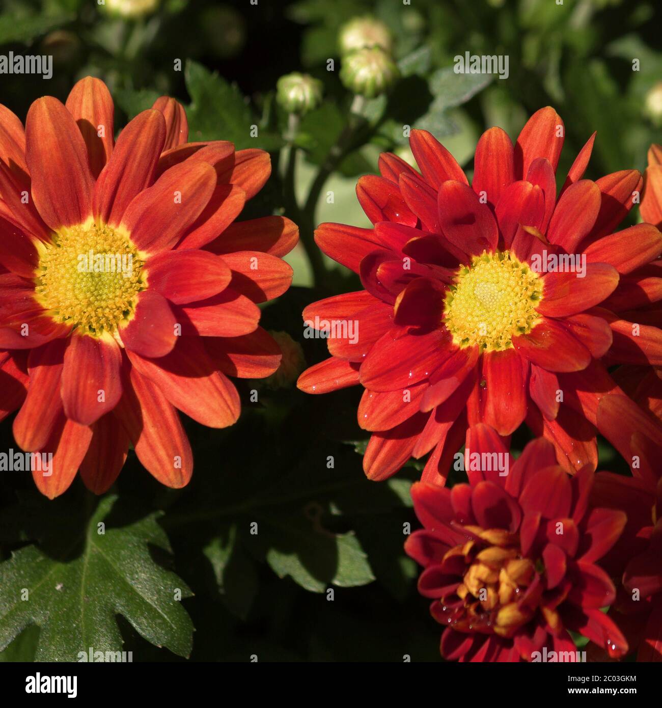 Chrysanthemums red hi-res stock photography and images - Alamy