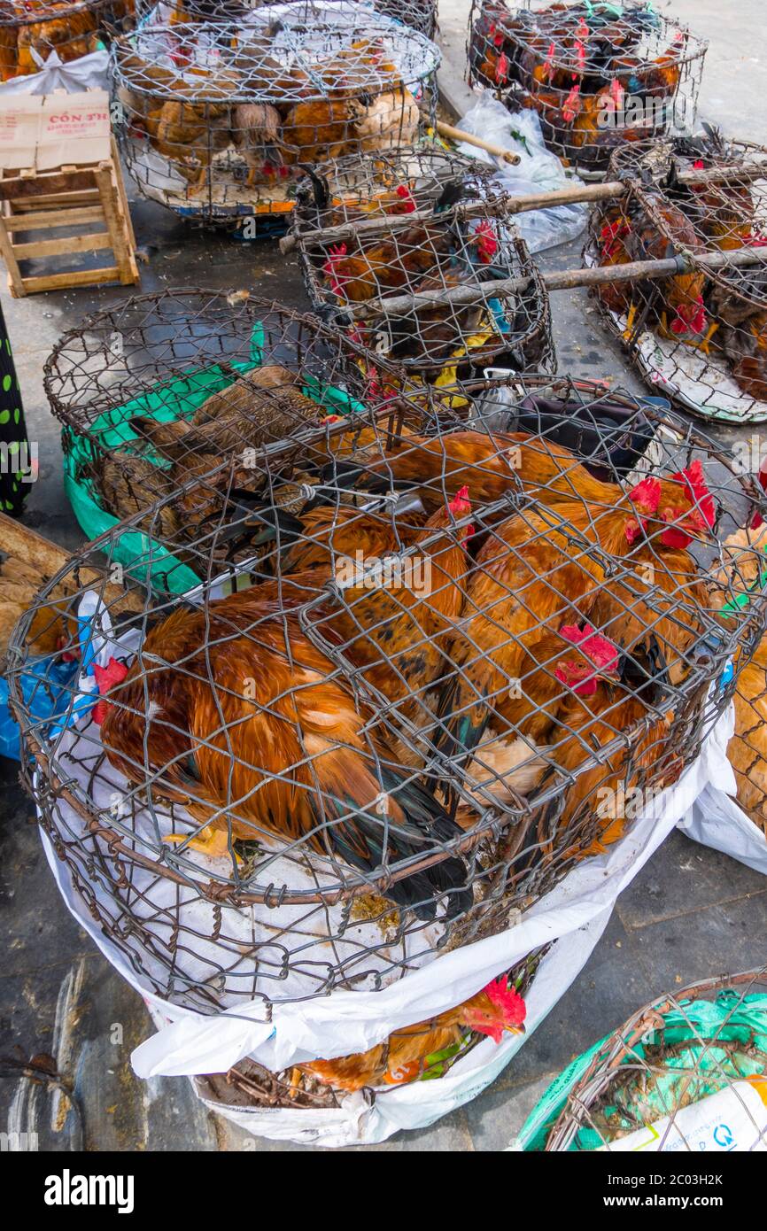 Cocks and other birds in cages near central market hall, Hoi An, Vietnam, Asia Stock Photo