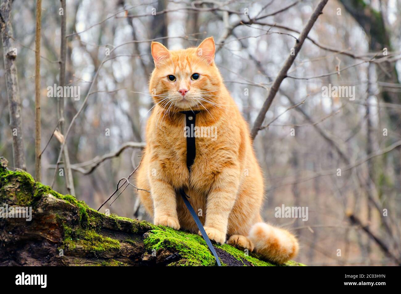 Red cat on a leash sitting on a felled tree in the Stock Photo