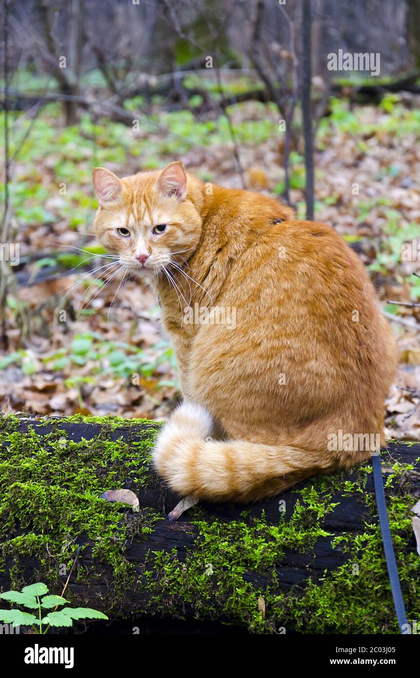 Red cat on a leash sitting on a felled tree in the Stock Photo