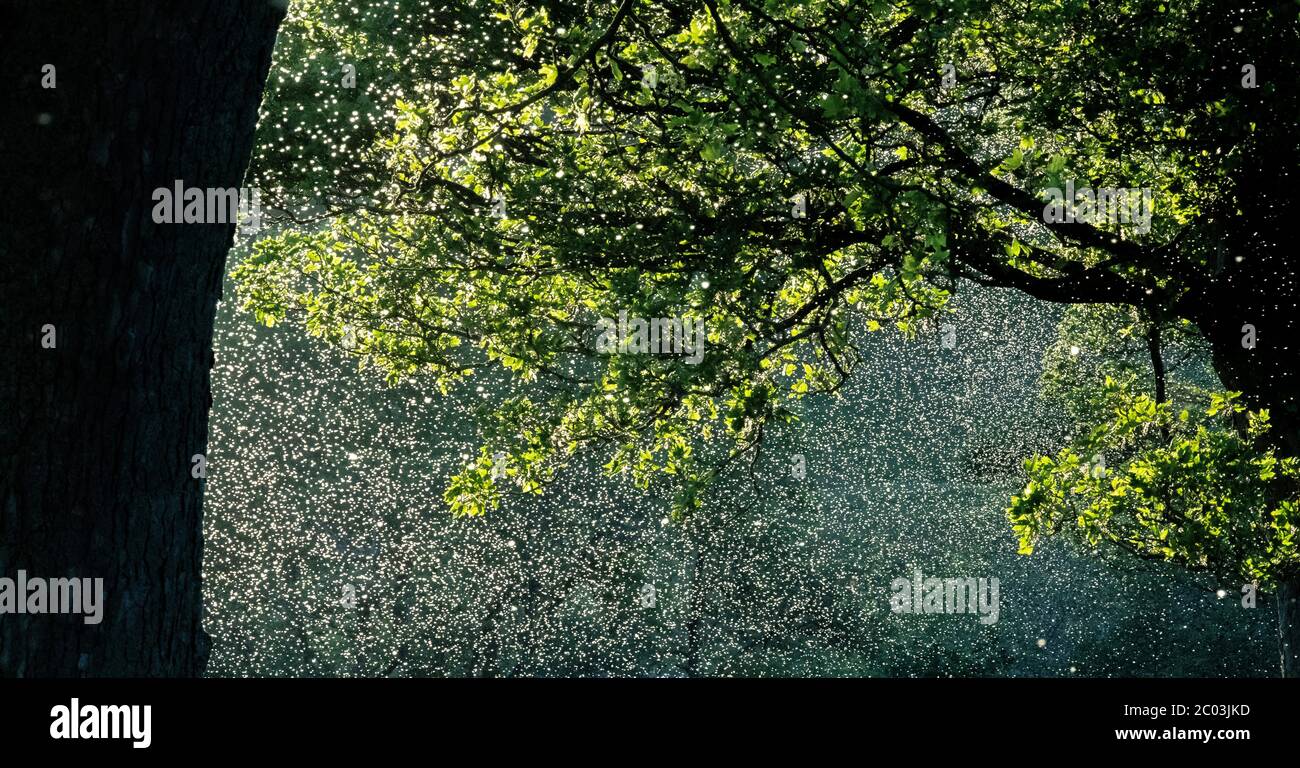 Adult Mayflies dancing, backlit by the sun under trees alongside a river. North Yorkshire, UK. Stock Photo
