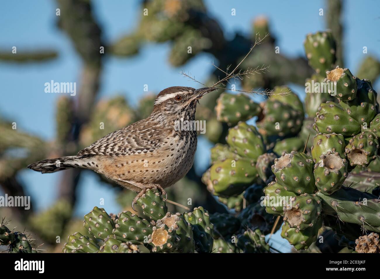 Cactus wren with materials in its beak building a nest in a Cylindropuntia fulgida, jumping cholla, hanging chain cholla, Cholla Cactus Arizona Stock Photo