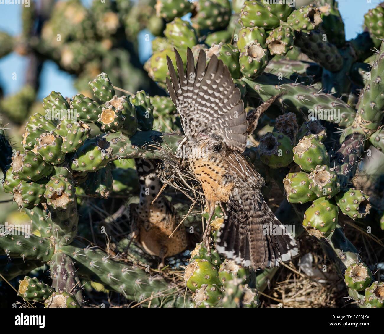 Cactus wrens one with materials in its beak building a nest in a Cylindropuntia fulgida, jumping cholla, hanging chain cholla, Cholla Cactus Arizona Stock Photo