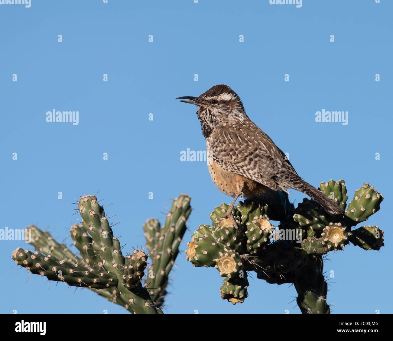 Male Cactus wren perched on a Cylindropuntia fulgida, jumping cholla, hanging chain cholla, Cholla Cactus in Arizona taking a break from nest building Stock Photo