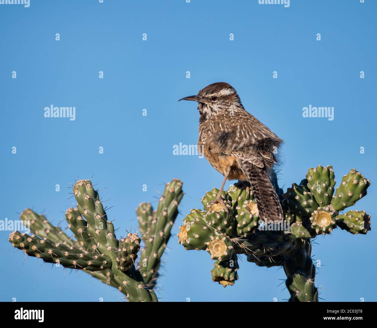 Male Cactus wren perched on a Cylindropuntia fulgida, jumping cholla, hanging chain cholla, Cholla Cactus in Arizona taking a break from nest building Stock Photo