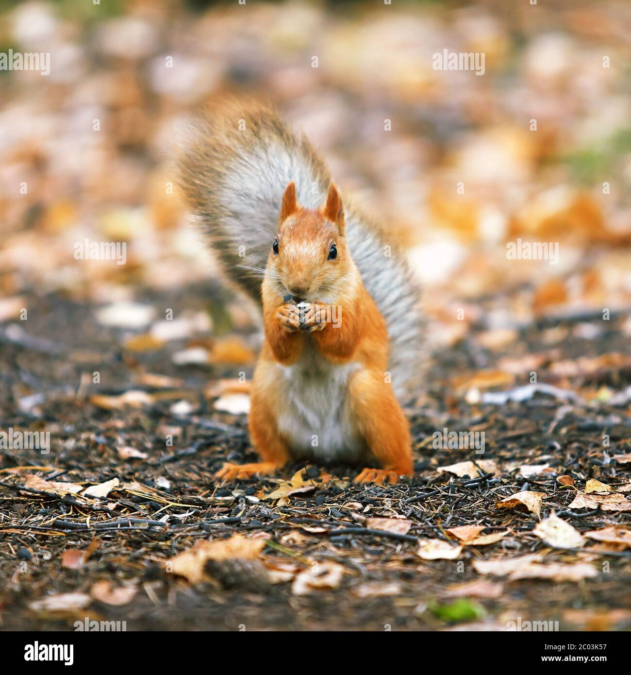 Red squirrel Stock Photo