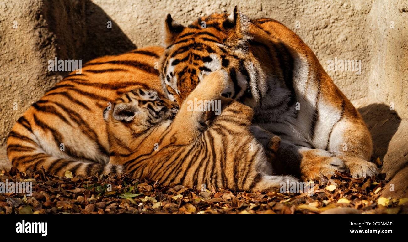 The tiger mum in the zoo with her tiger cub sunny photo Stock Photo