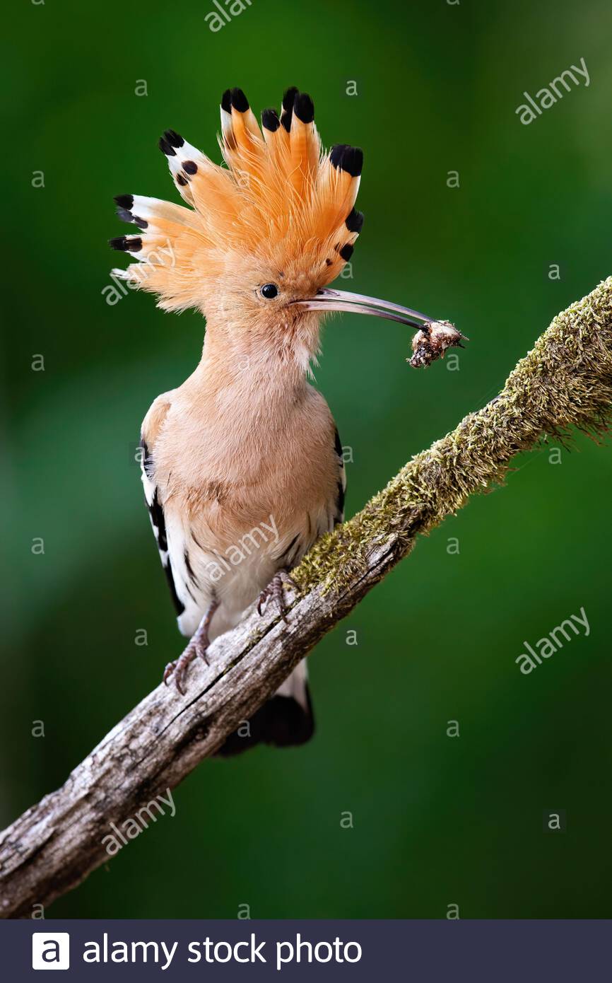 Wildbird Hoopoe 2024 www.dirtybillyshats