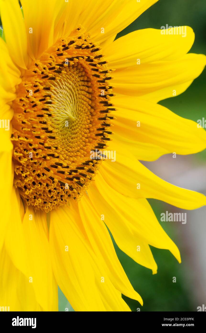 Unwavering High Resolution Stock Photography and Images - Alamy