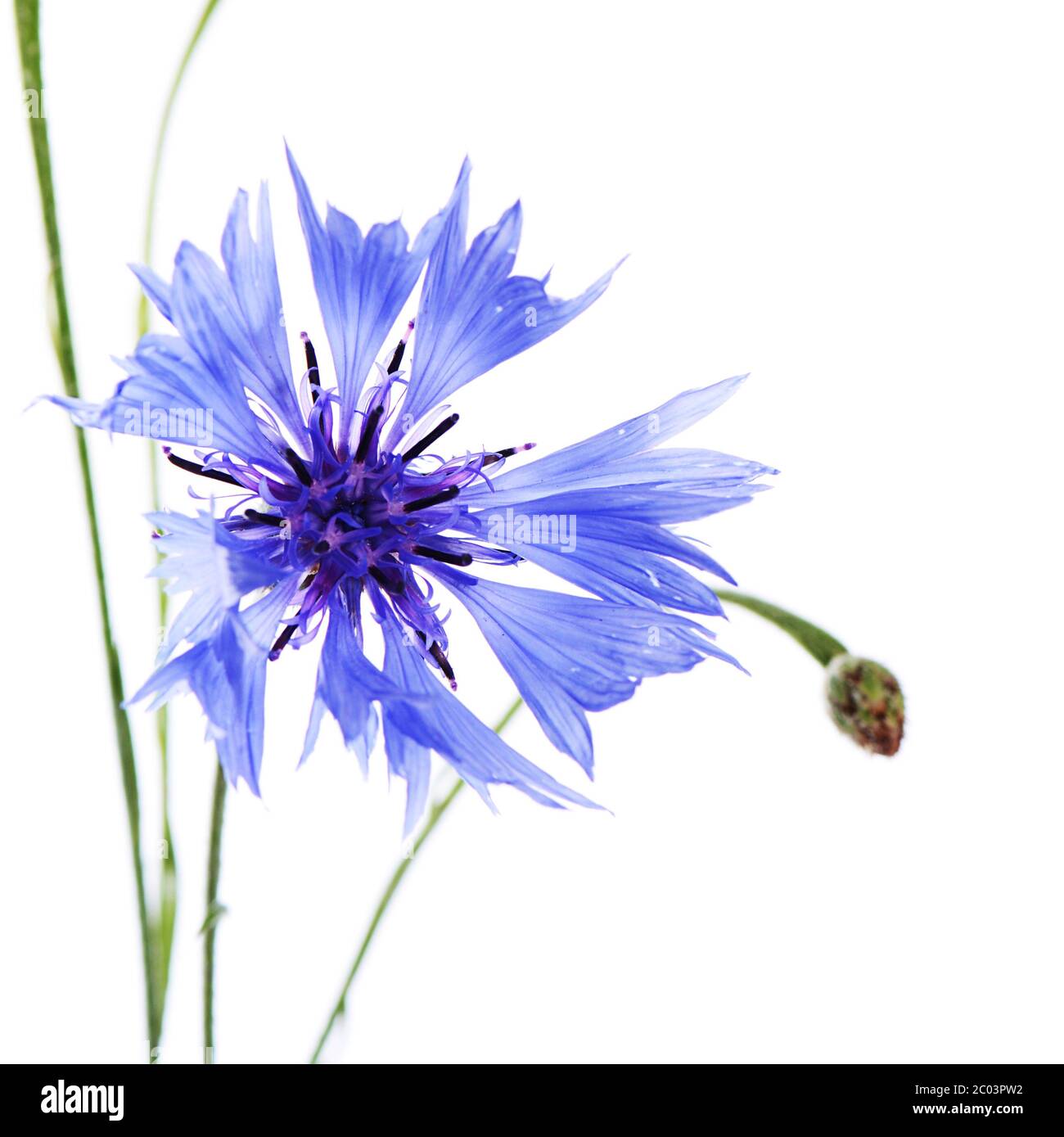 Cornflower - Bernice main image 0