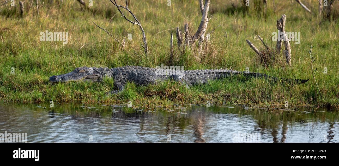Large Adult Alligator basking in grass on the river bank in Coastal Georgia warming up from brumation as winter turns into spring mating season Stock Photo