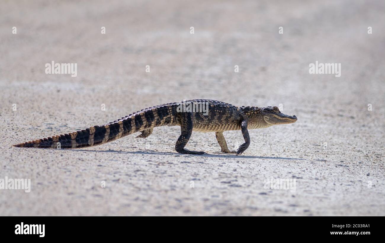 Small Young little Alligator crossing a paved road from a pond to a marsh / wetland in winter 2020 in Central Florida on a warm sunny day Stock Photo