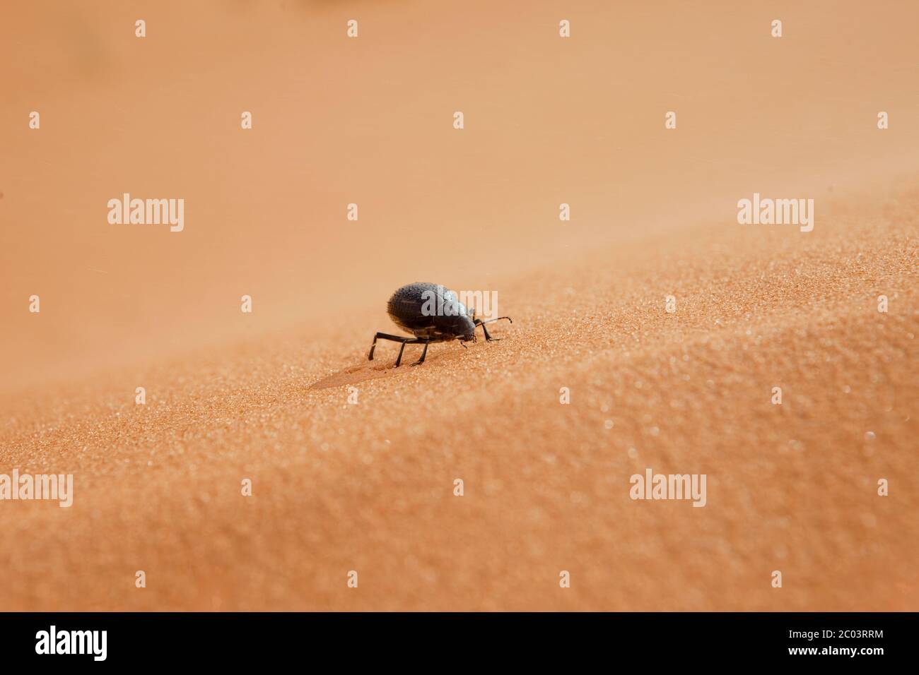 Desert beetle on sand dunes in the Sahara desert, North Africa Stock