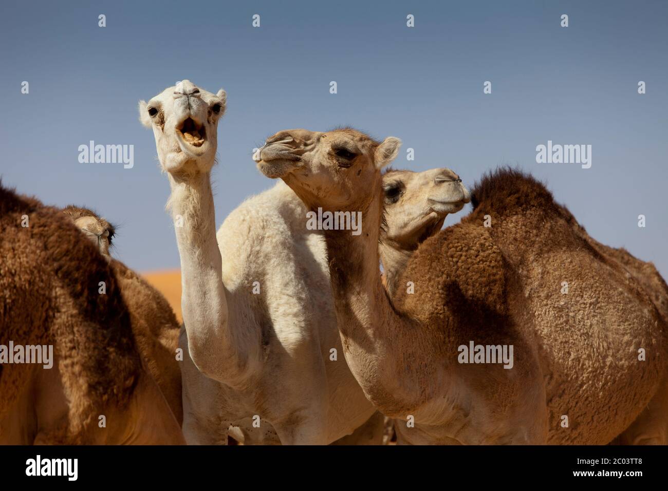 Dromedary Camels In The Sahara Desert North Africa Stock Photo Alamy