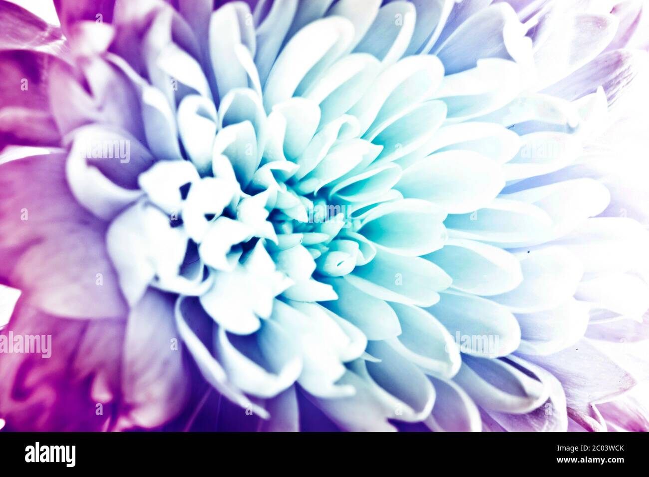 Macro flower art hi-res stock photography and images - Alamy