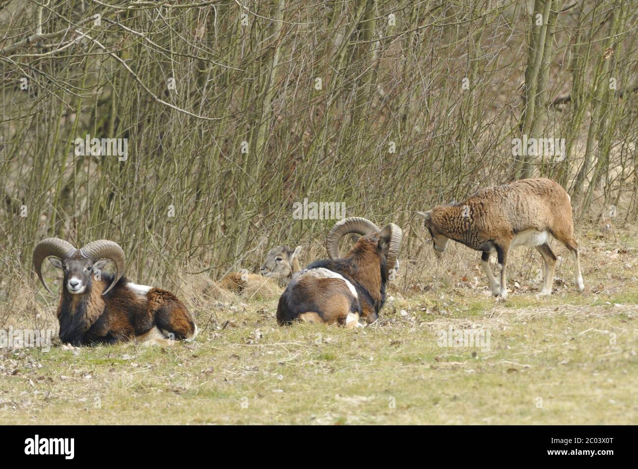 Mouflon Stock Photo