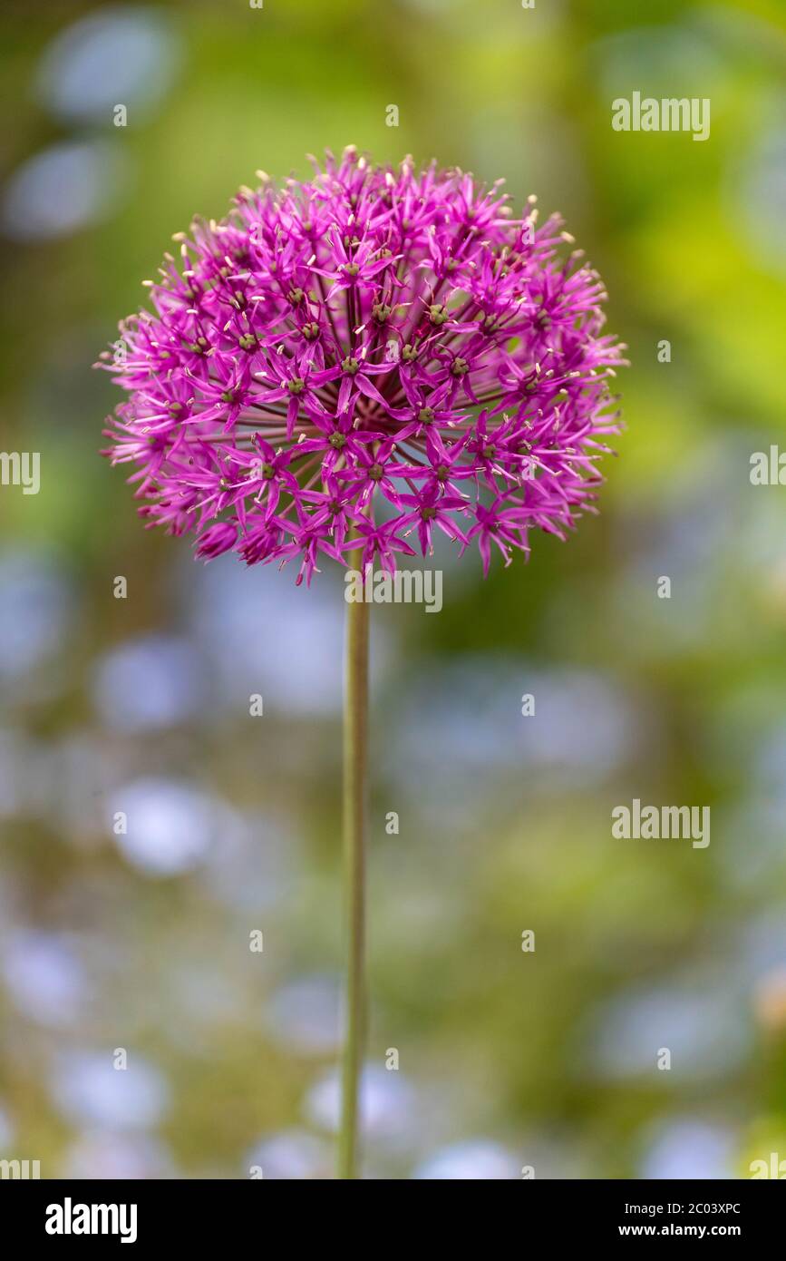 ornamental onion flower Stock Photo Alamy