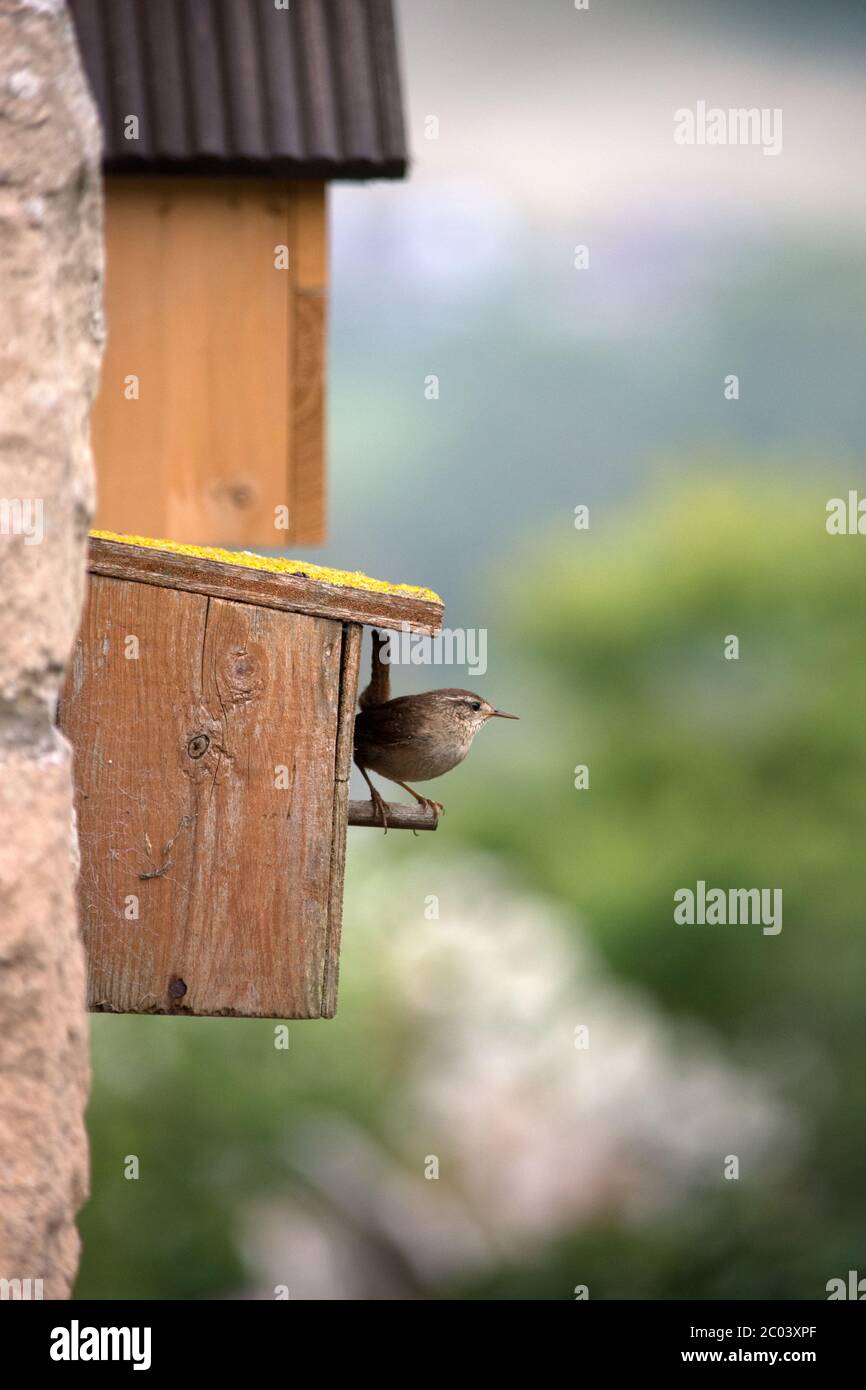Wren at a wooden nesting box in the UK Stock Photo
