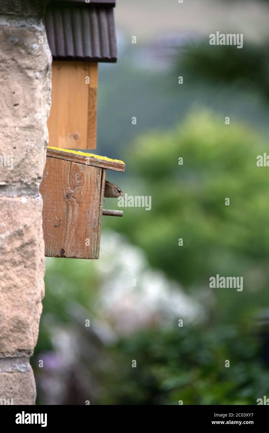 Wren at a wooden nesting box in the UK Stock Photo