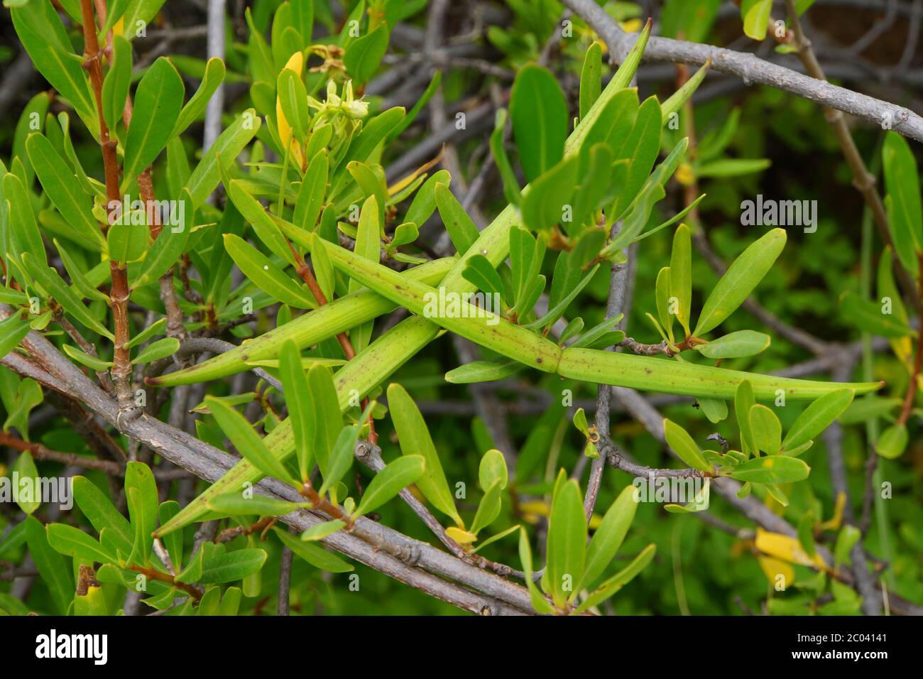 Smooth tree loop - Periploca laevigata Stock Photo