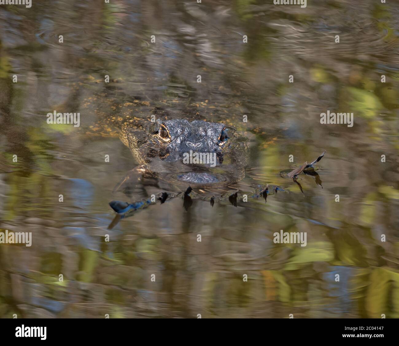 Large adult Alligator swimming in the swamp water with a Glossy Ibis in its mouth on a bright warm sunny 2020 winter day, Predator and prey in Florida Stock Photo