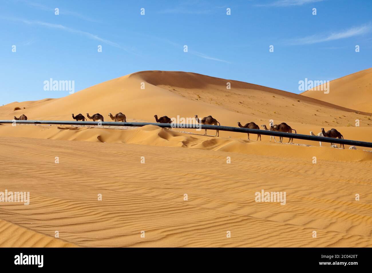 Camels walking on a track built by a oil exploration company beside an oil export pipeline the Sahara desert, North Africa. Stock Photo