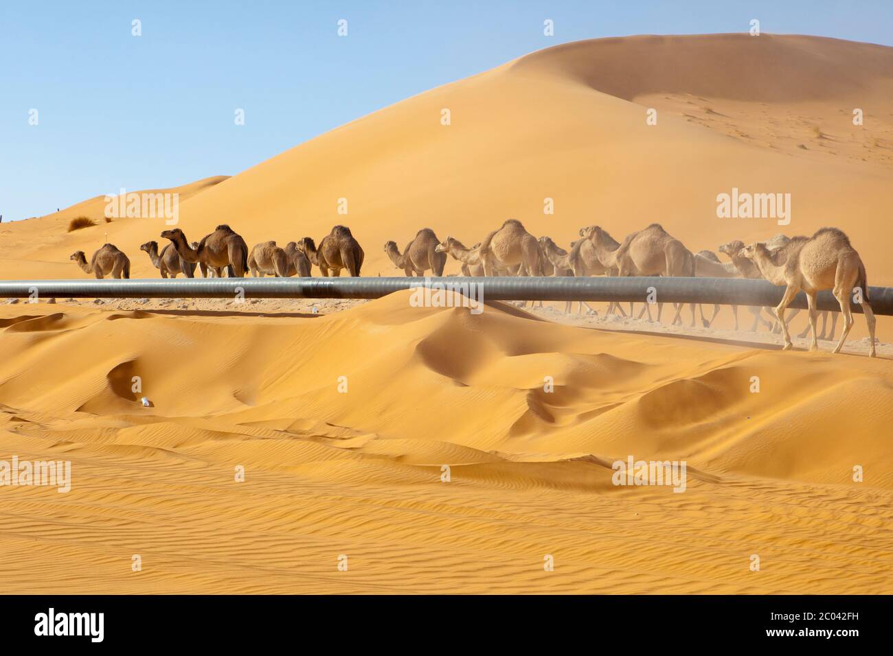 Camels walking on a track built by a oil exploration company beside an oil export pipeline the Sahara desert, North Africa. Stock Photo