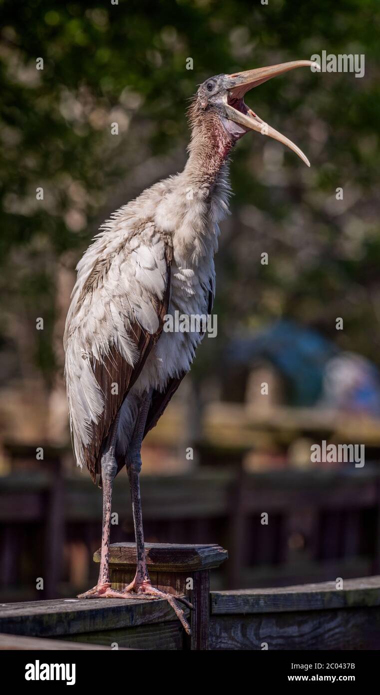 young immature Wood Stork perched on a wood railing beak open near a rookerie in Northern Florida Jacksonville area in March during nesting season Stock Photo
