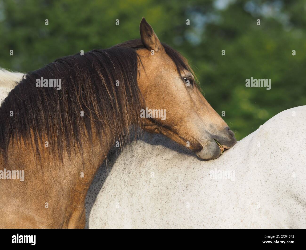 Two horses show typical herd behaviour by mutual grooming each other