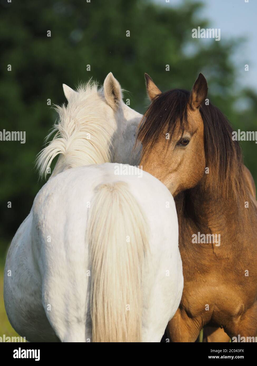 Equine behaviour hires stock photography and images Alamy