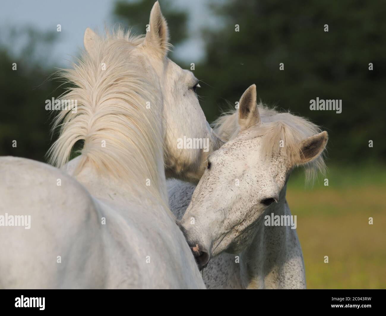 Two horses show typical herd behaviour by mutual grooming each other