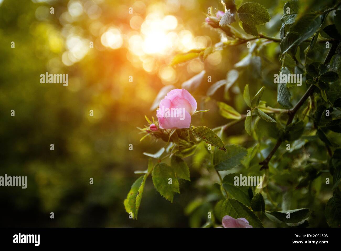 Nature blooming pink flowers in the garden on a spring or summer floral sunny background with rays of sunlight and rays. Soft selective focus Stock Photo