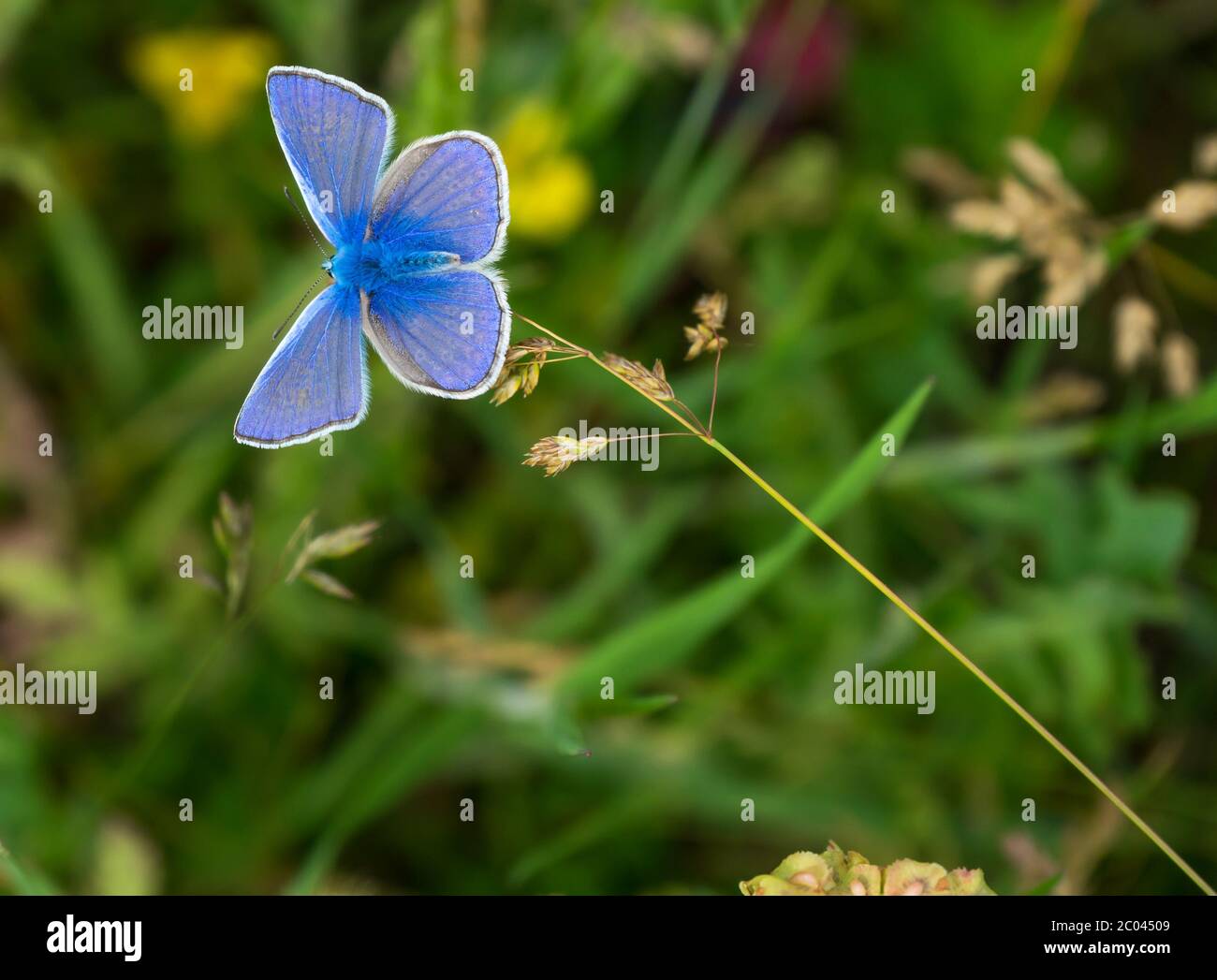 Common blue Butterfly, Polyommatus Icarus in a natural meadow. Butterfly in the family Lycaenidae and subfamily Polyommatinae. Stock Photo