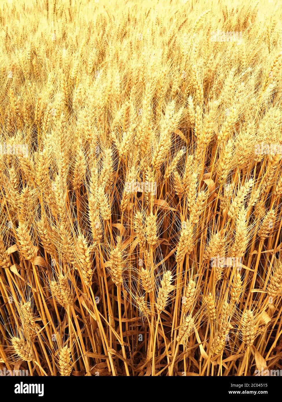 Golden wheat on an endless field Stock Photo