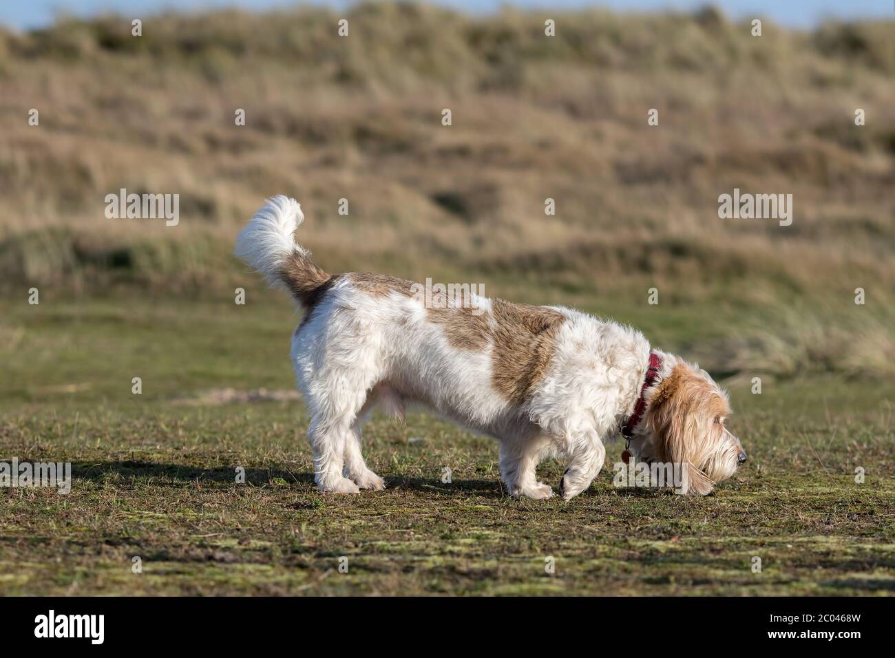 Grand Basset Griffon Vendeen. French basset hound dog smelling the grass. Full length profile picture of this pedigree dog sniffing the ground in prey Stock Photo