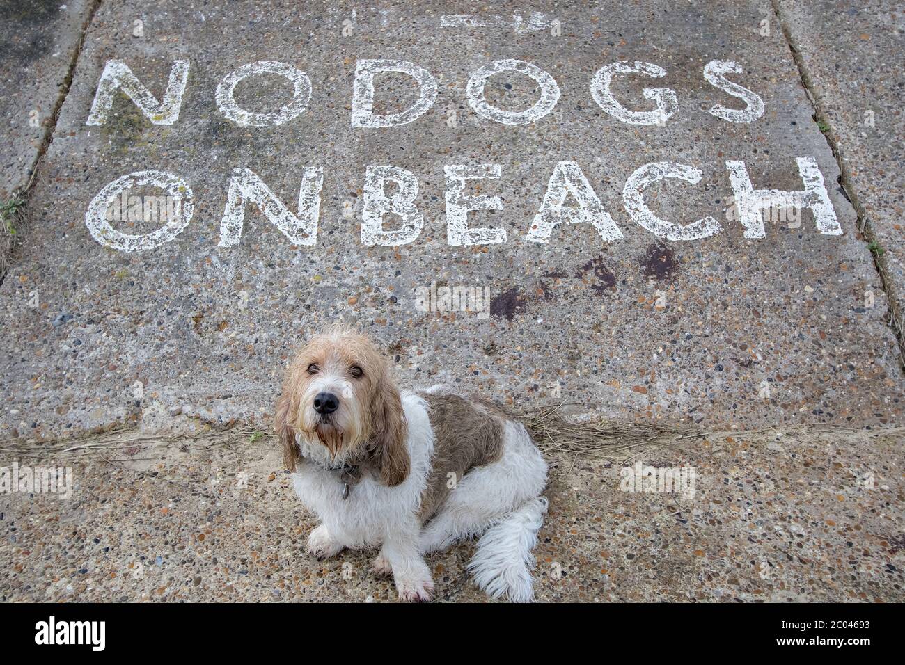 Sad dog wants a beach walk. No dogs allowed sign. French Basset Griffon Vendeen hound dog looking to be taken for a walk along a restricted area of co Stock Photo