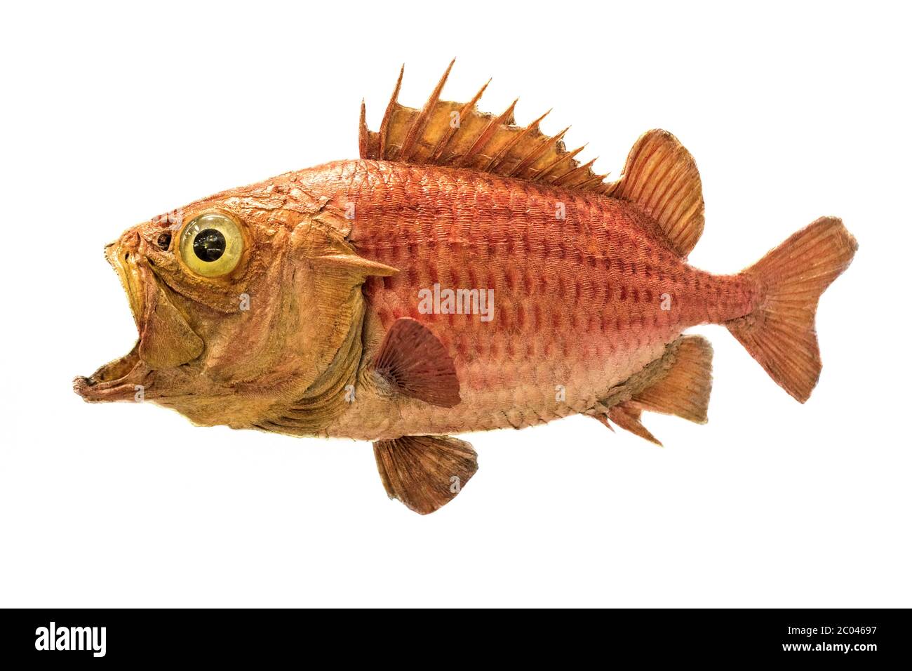 Japanese soldierfish Ostichthys japonicus. Soldier fish specimen isolated on white background. Brocade perch goldfish from the Andaman islands. Funny Stock Photo