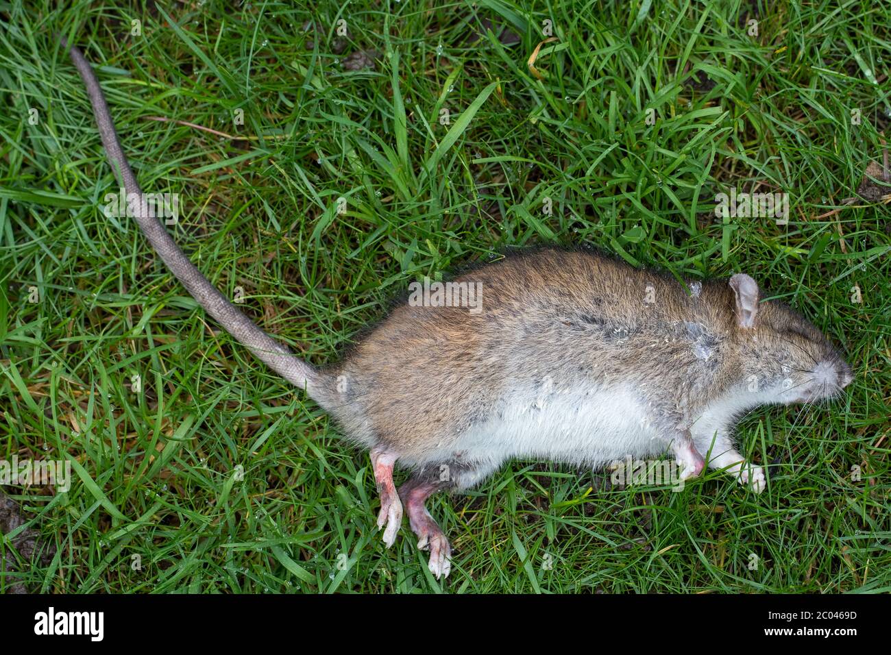 Dead animal mouse in trap, lying on green grass lawn, garden, park, outside,  backyard, summer Stock Photo - Alamy