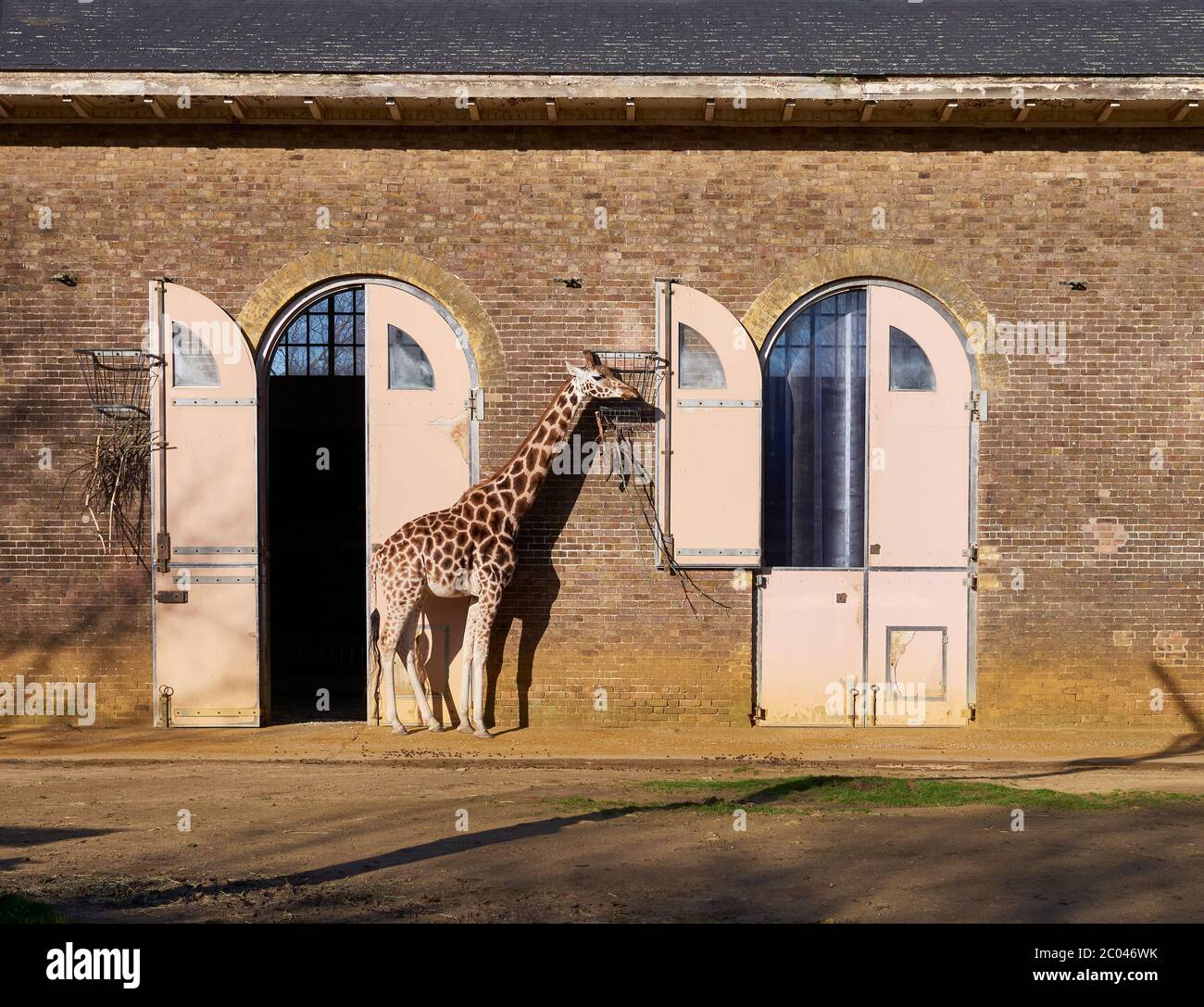Giraffe at the ZLS London Zoo in Regent Park. Stock Photo