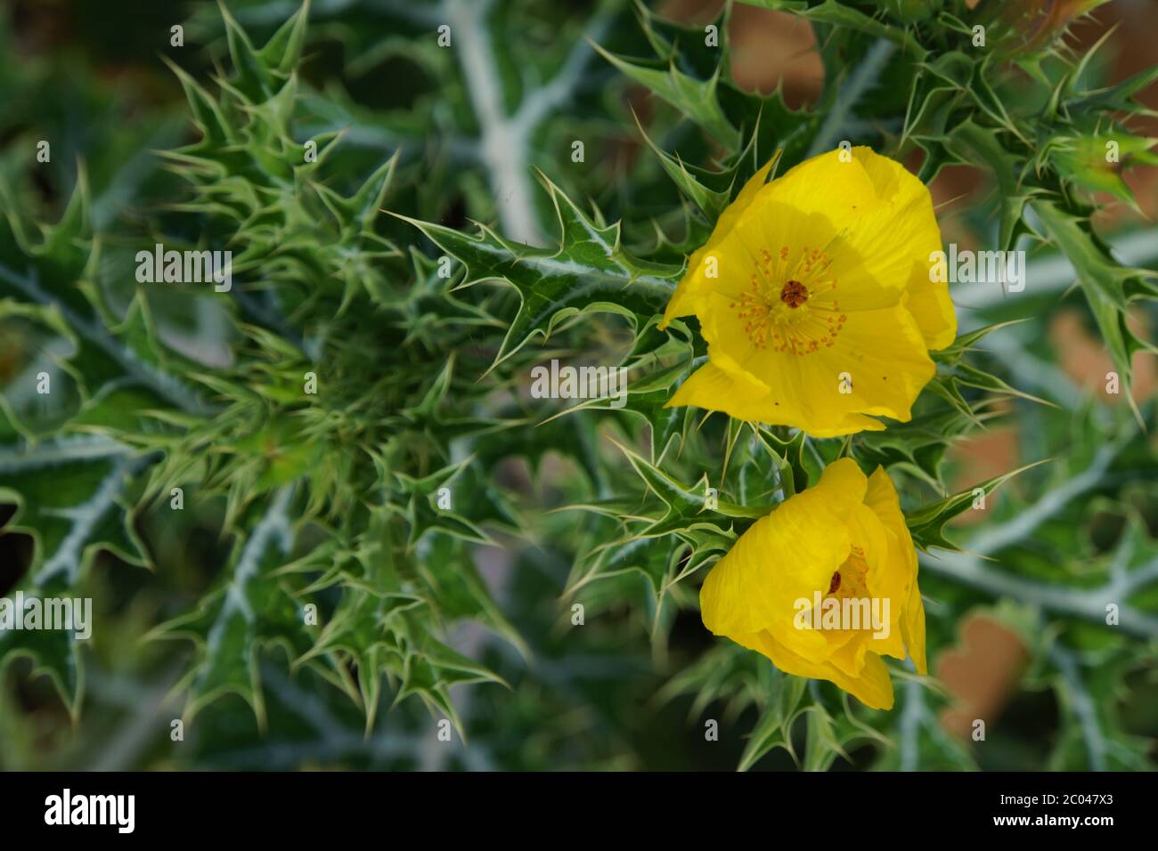 Mexican poppy seed - Argemone mexicana Stock Photo