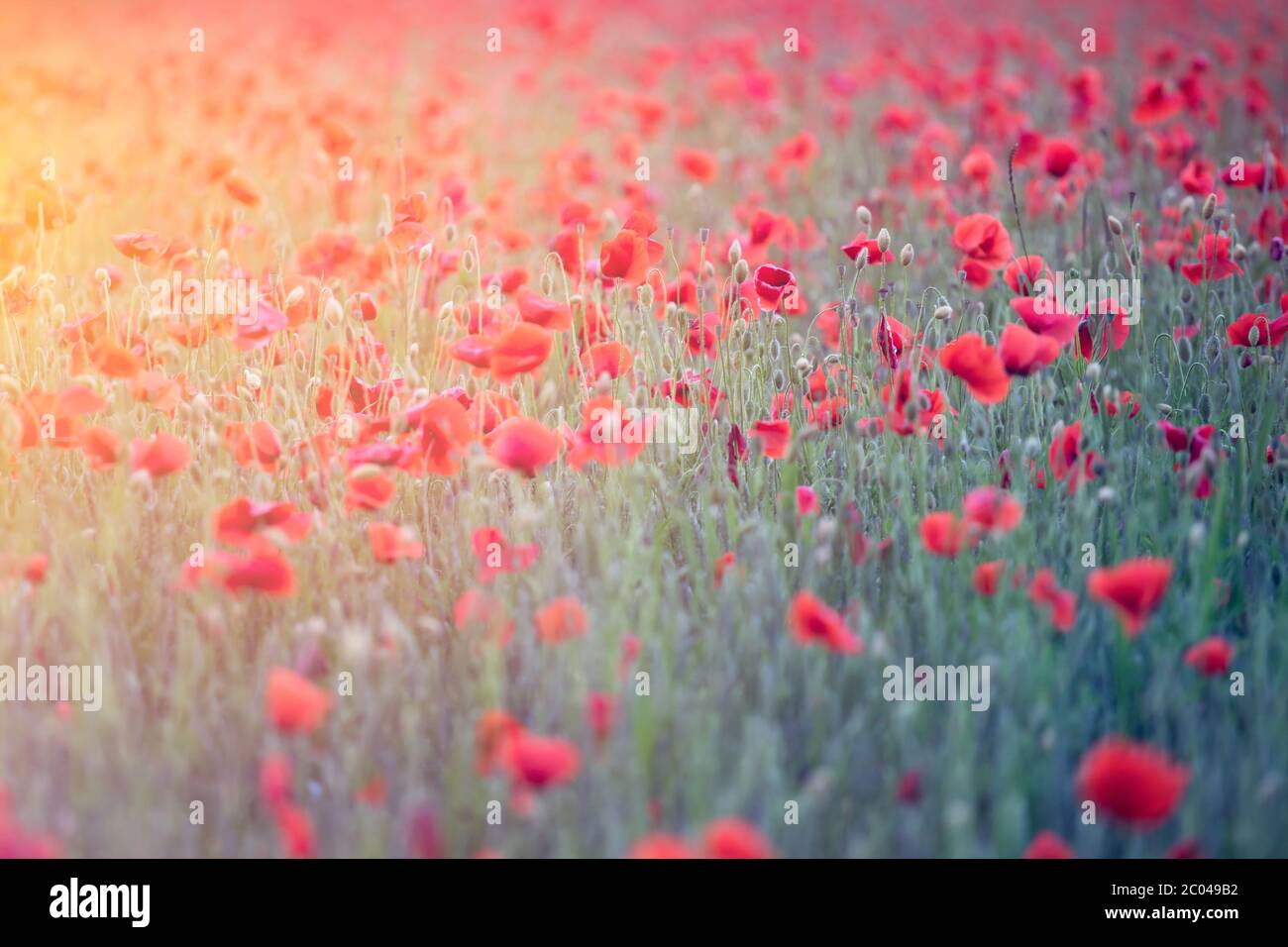 Beautiful field of red poppies in the sunset light. Fresh summer ...