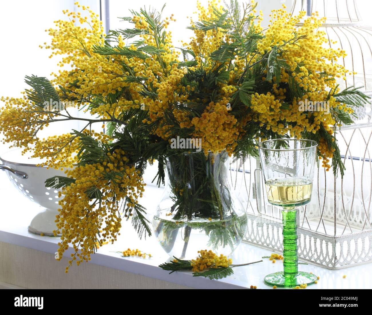 Bouquet of a mimosa and wine glass at a window Stock Photo - Alamy