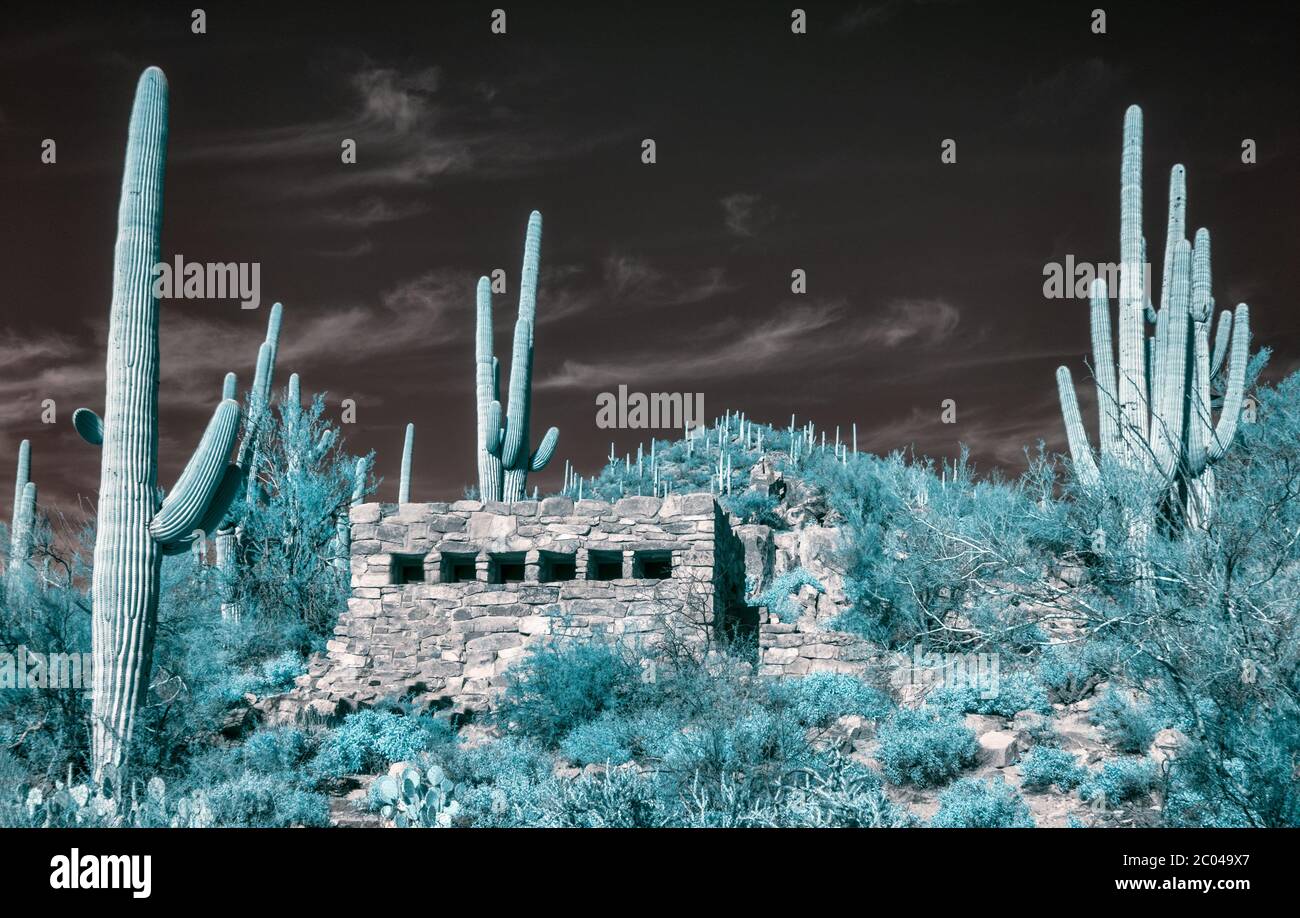 Infrared 560nm Image with Saguaro Cactuses / Cacti and old stone building in the Arizona Desert Saguaro National Park Tucson Area mountains Feb 2020 Stock Photo