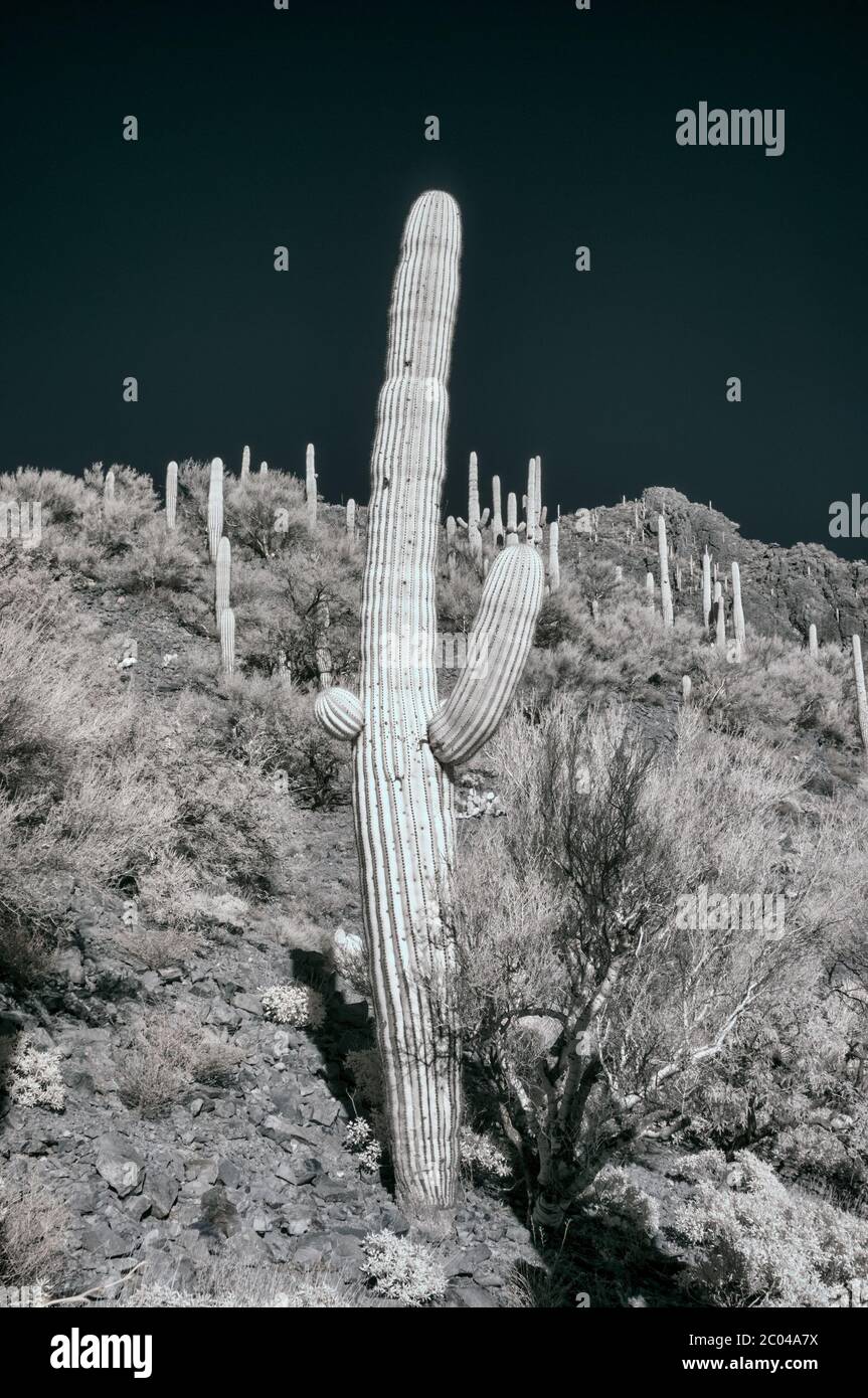 Infrared Image with Saguaro Cactuses / Cacti and mountains in Pinal County of Southern Arizona in the Desert vegetation of the Tucson area in Winter Stock Photo