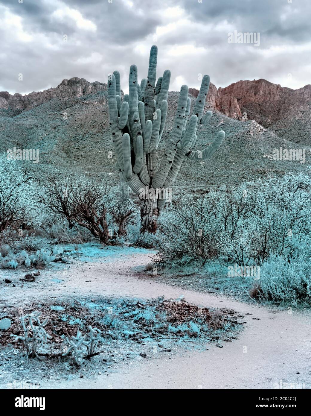 Infrared Image 560nm with Saguaro Cactus and mountains in Pinal County of Southern Arizona in the Desert vegetation of the Tucson area in Winter Stock Photo