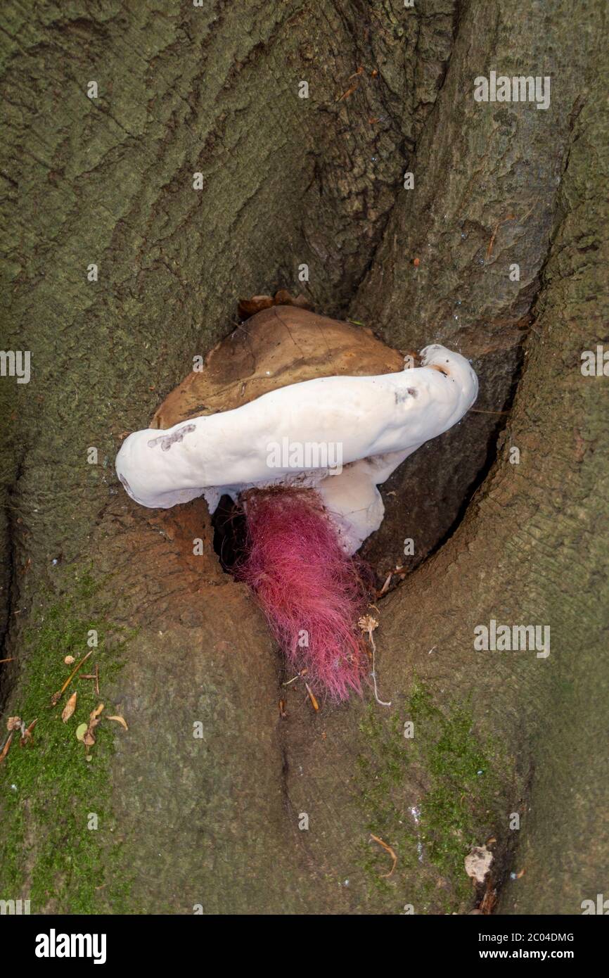 Close up of unknown tree fungi close to Albury, Surrey, England, UK. Stock Photo