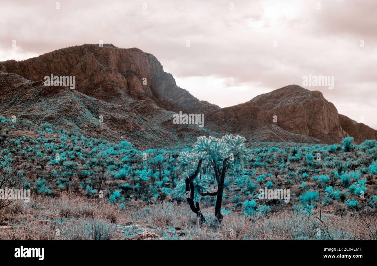 Infrared 650n Image with jumping cholla cactus and mountains in Pinal County of Southern Arizona in the Desert vegetation of the Tucson area in Winter Stock Photo