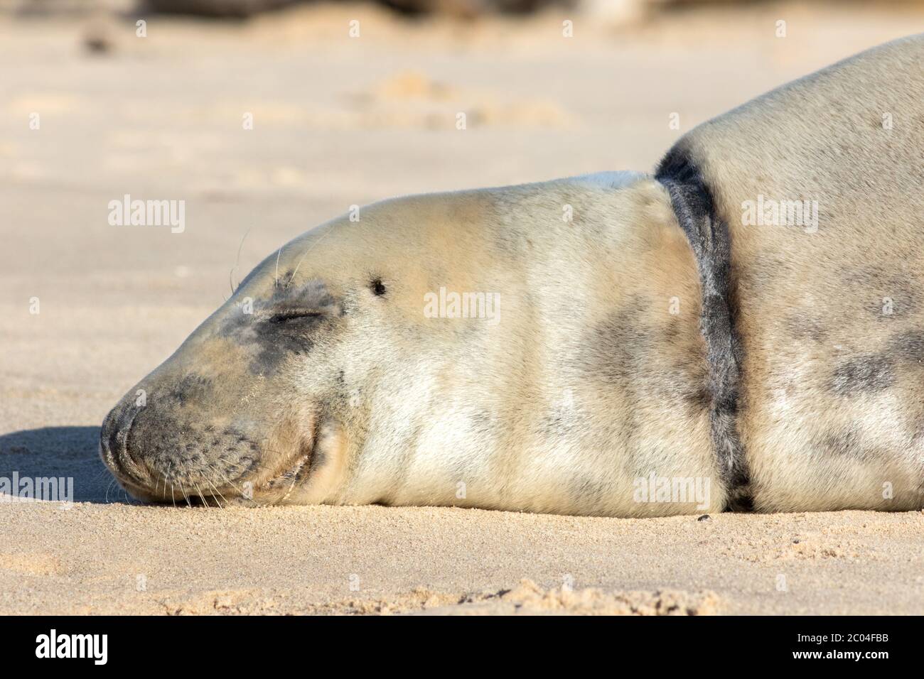 Injured or dead seal with neck wound caused by plastic marine pollution. Rescued animal with old healed injury scar. Beautiful grey seal head in close Stock Photo